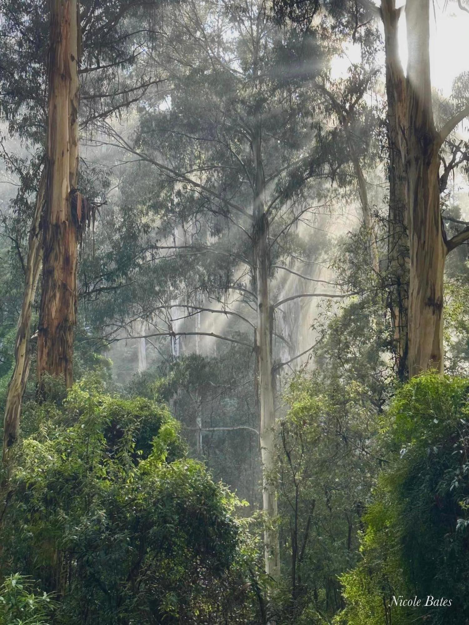 Sassafras Treehouse Private Home In The Dandenong Ranges, Victoria Ngoại thất bức ảnh